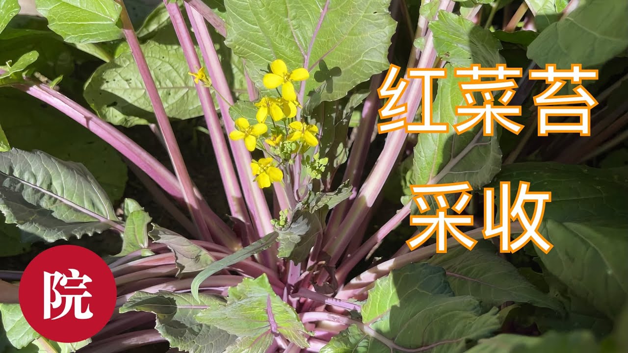 【彬彬有院】种•750红菜苔（紫菜苔）可以采收了，什么时候以及如何采收红菜苔，一点采收小技巧和大家分享