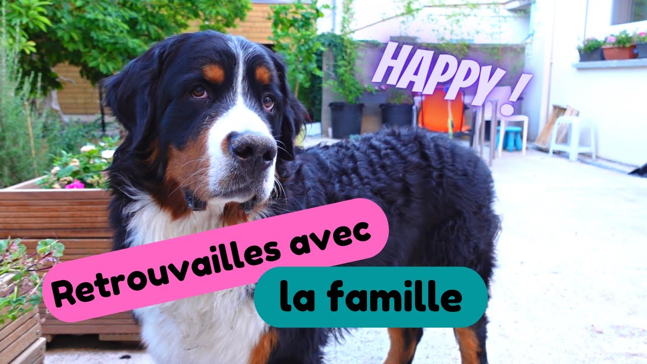 Mon chien bouvier bernois est heureux de retrouver sa famille qui rentre de vacances !