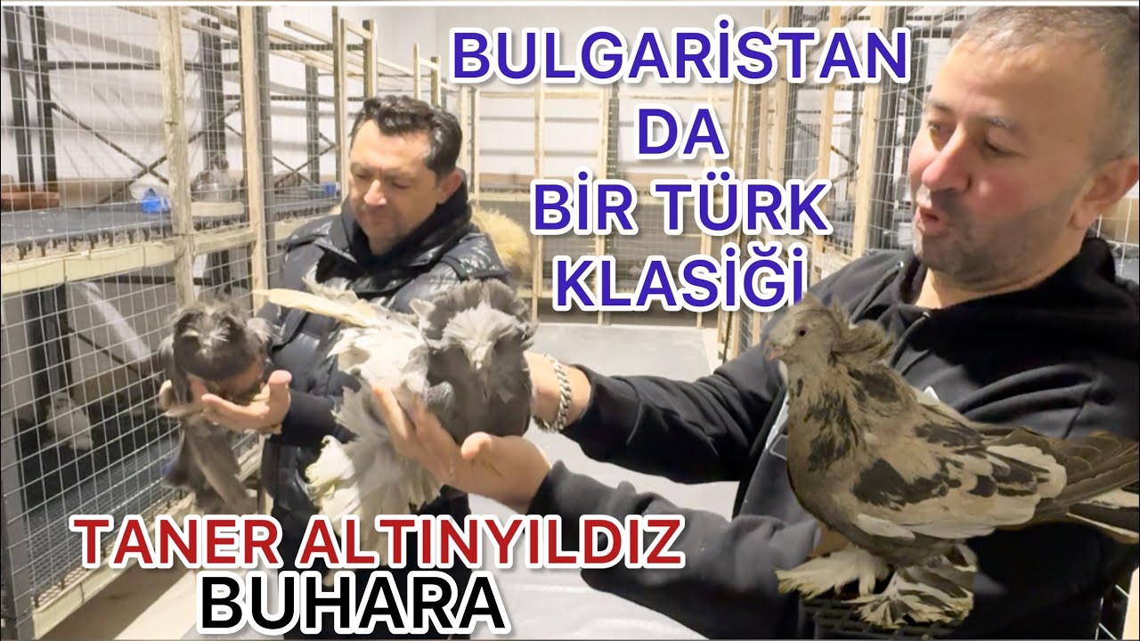 BULGARİSTAN KIRCALİ DE TÜRKLERE AİT GÜVERCİN KÜMESİ   BOKHUARA ( BUHARA )