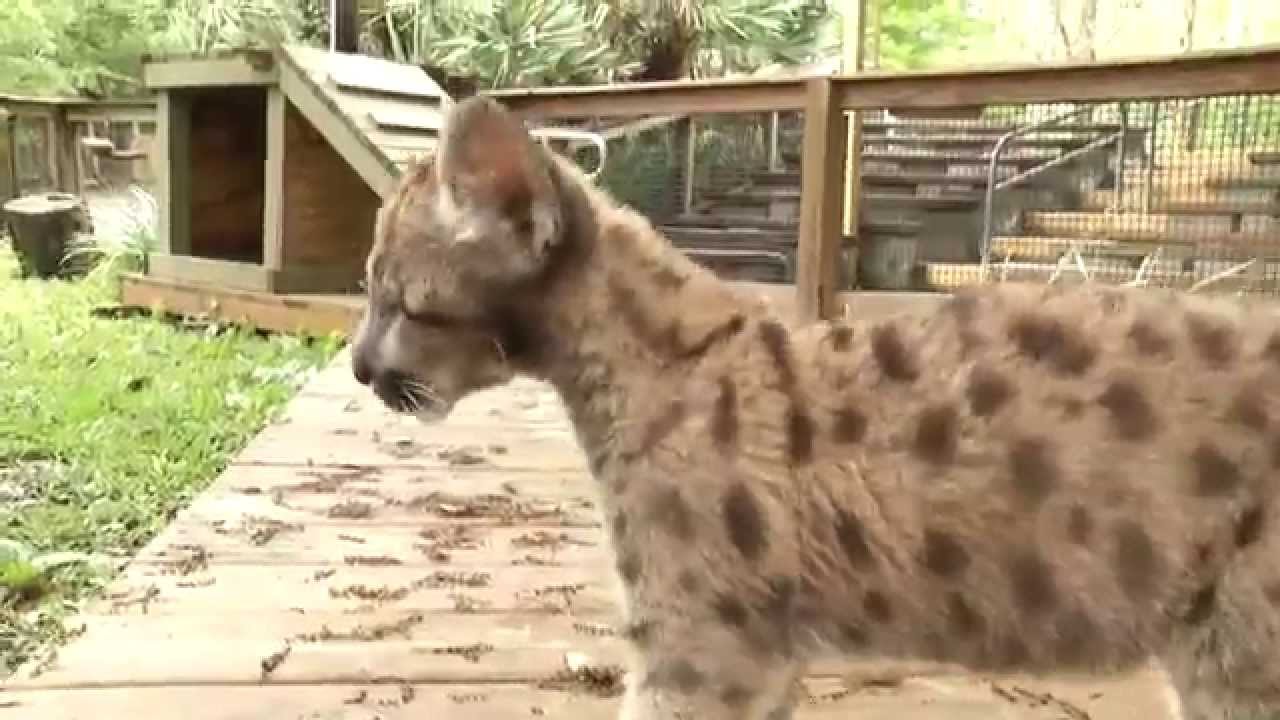 Rescued Florida Panther Kitten enjoys outdoors - Tampa's Lowry Park Zoo
