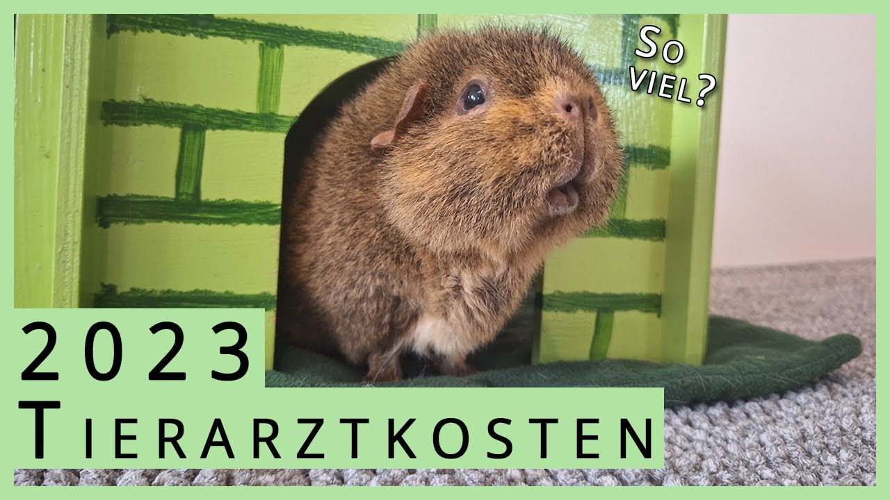 So viel Geld haben wir 2023 beim Tierarzt mit unseren Meerschweinchen gelassen 💸