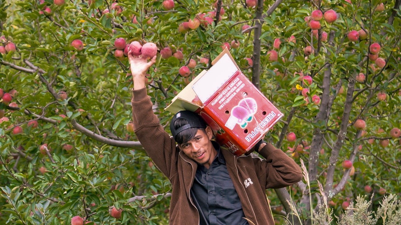 The Real Taste of Organic Apple - Jumla,Karnali,🇳🇵