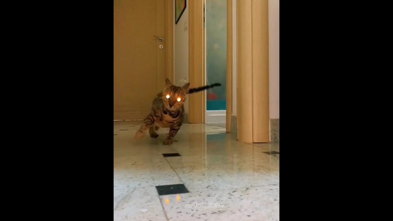 Cat's Can't Mad Drift💀 #Cats#Shorts