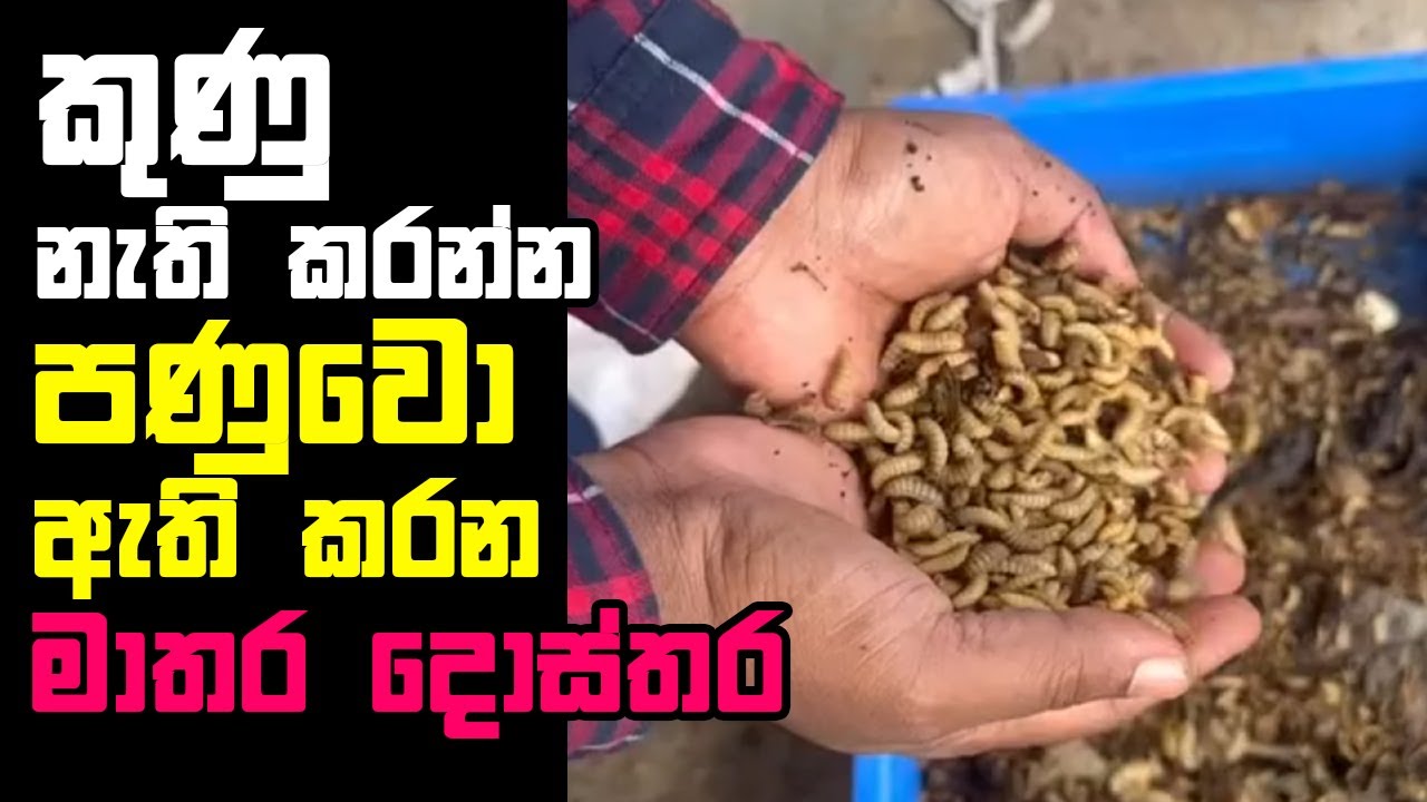 කුණු නැති කරන්න පණුවො ඇති කරන දොස්තර | Dr. Ranjith Mendis