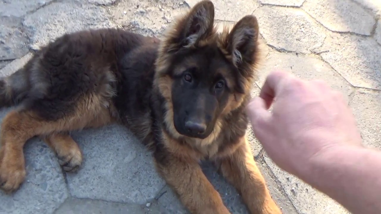 German Shepherd training/Trening Owczarka Niemieckiego