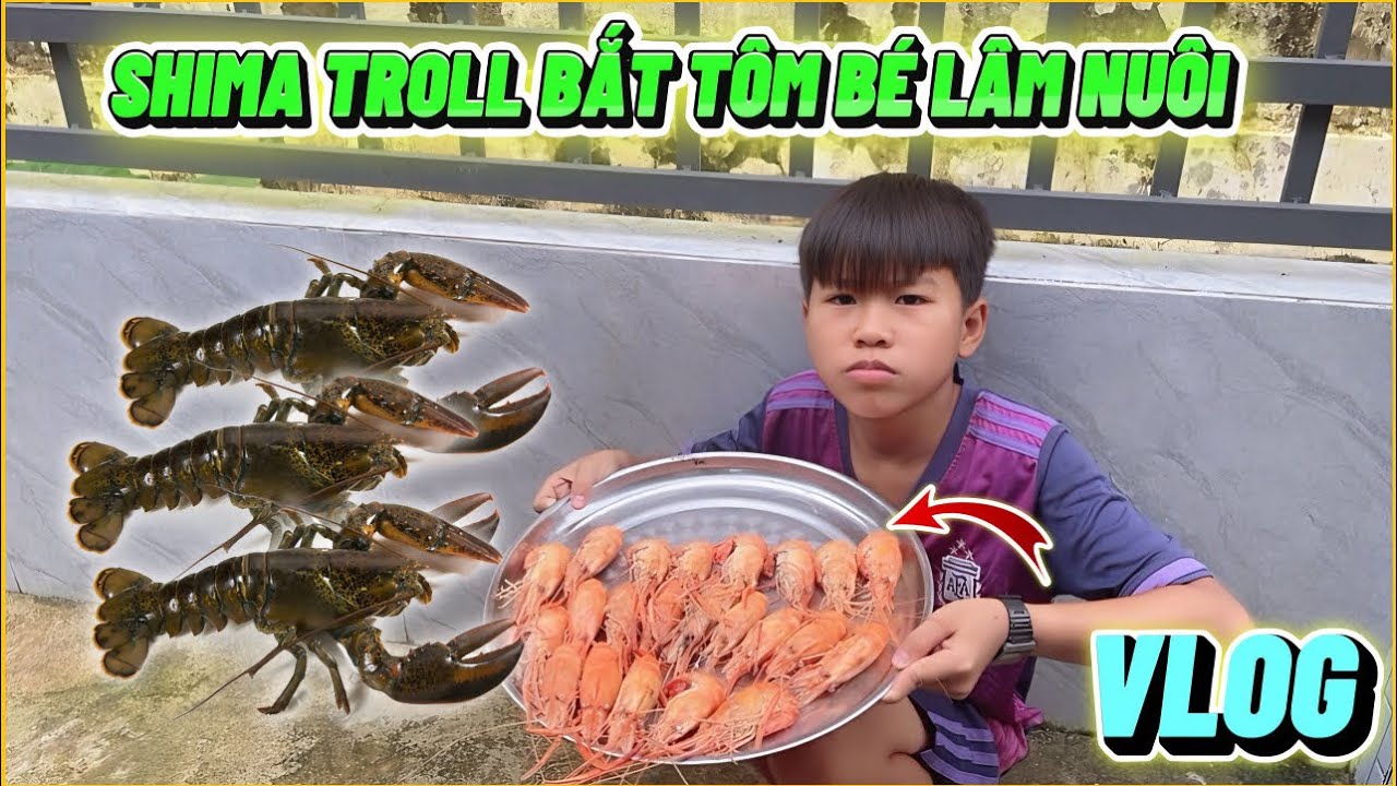 VLOG | Shima Troll Bắt Tôm Bé Lâm Nuôi, Thần Đồng Đã Bật Khóc ???