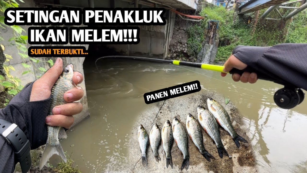 SUDAH TERBUKTI SETINGAN SENSITIF BUAT MELEM!! Mancing wader dan melem teknik kumbul