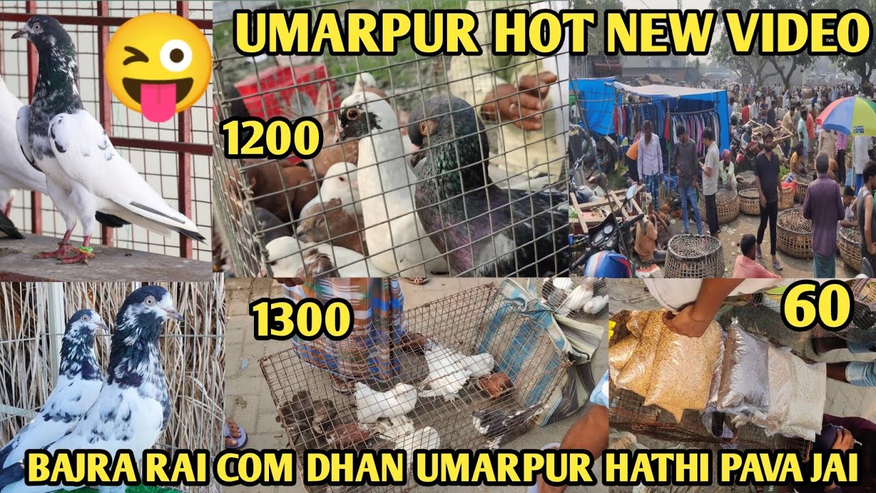 UMARPUR HAT NEW VIDEO // UMARPUR Pigeon hat Market In Mushidabad // PYAR O Pakhi HAT  #fish #bird