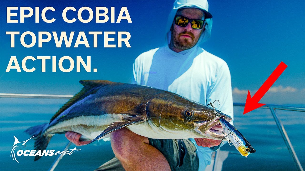 GIANT Cobia на TOPWATER (приманки для твичинга, попперы и джиги)