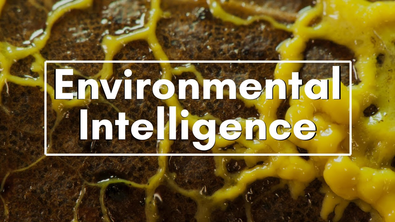Intelligence without a brain? | Slime Mold