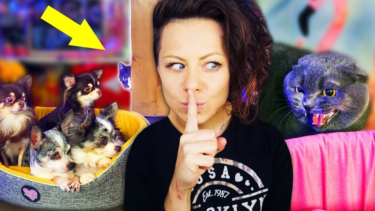 КОШКИ ПОДРАЛИСЬ! НЕОЖИДАННАЯ РЕАКЦИЯ СОБАК на ЧУЖУЮ КОШКУ КАК ПОДРУЖИТЬ ЖИВОТНЫХ? | Magic Family