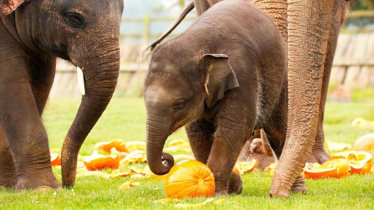 Elephants have smashing time with pumpkins!