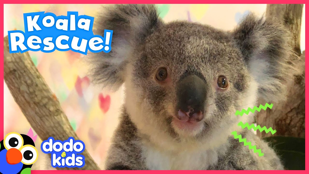 Tiny Brave Koala Is Ready To Go Home | Animal Videos For Kids | Dodo Kids