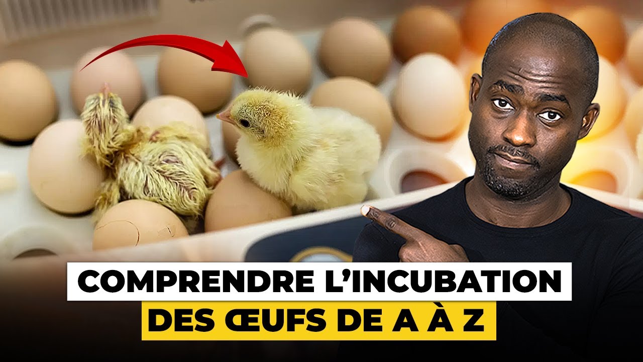 L’importation des œufs: Un business rentable, mais méconnu