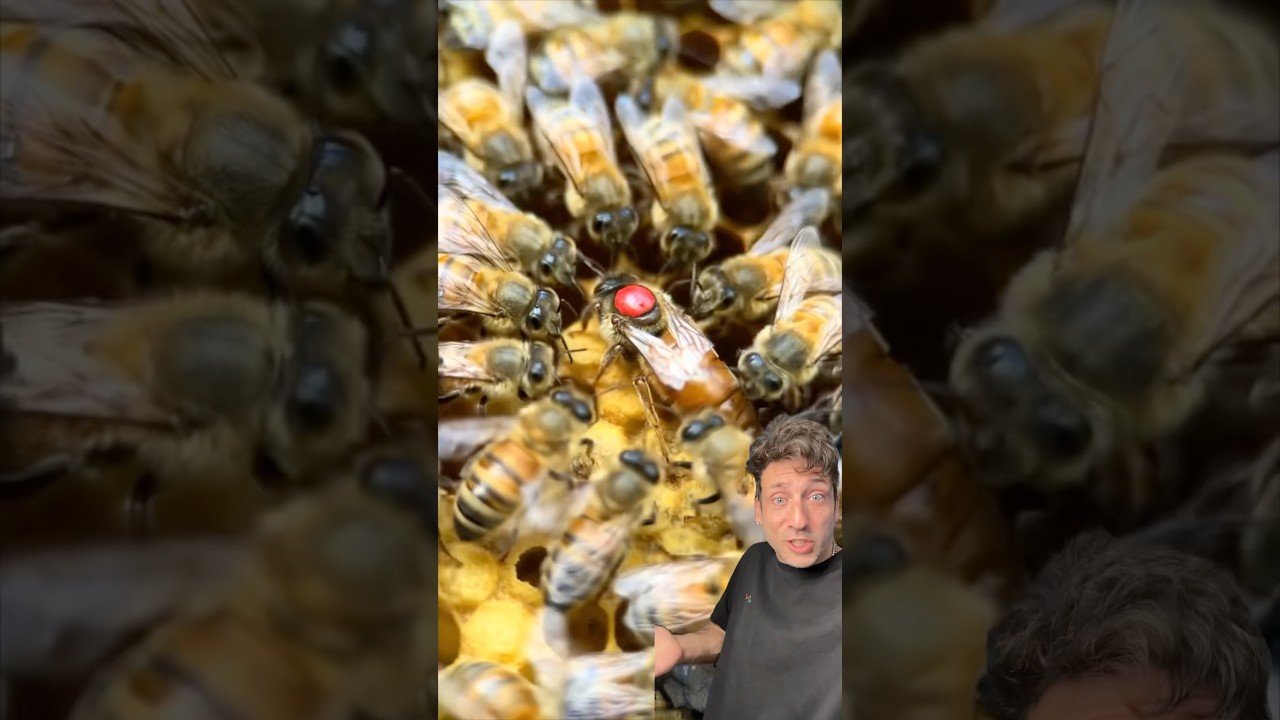 Queen Bees are CREATED