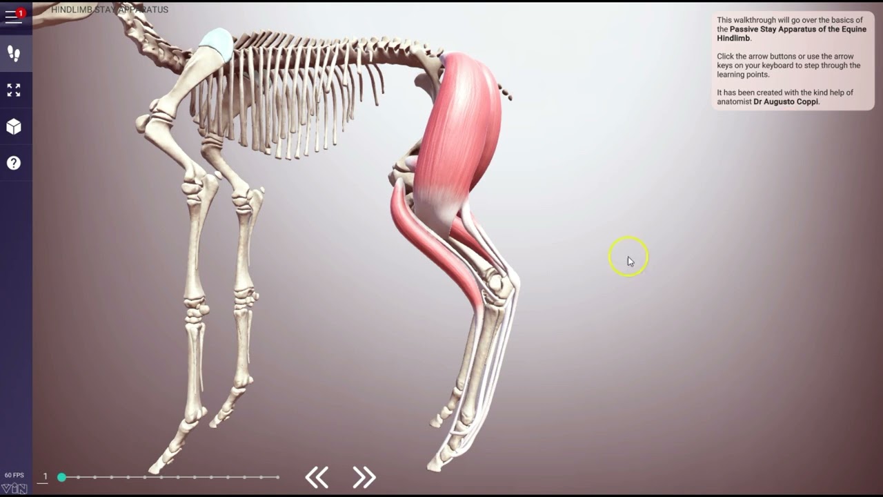 Equine stay apparatus forelimb 3D anatomy - ivalalearn.com & VIN.com