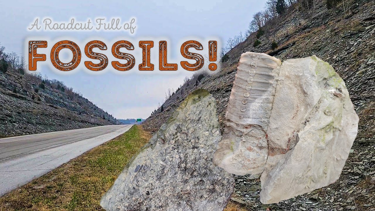 Fossil Hunting at the Maysville Roadcut - Incredible Ordovician Treasures