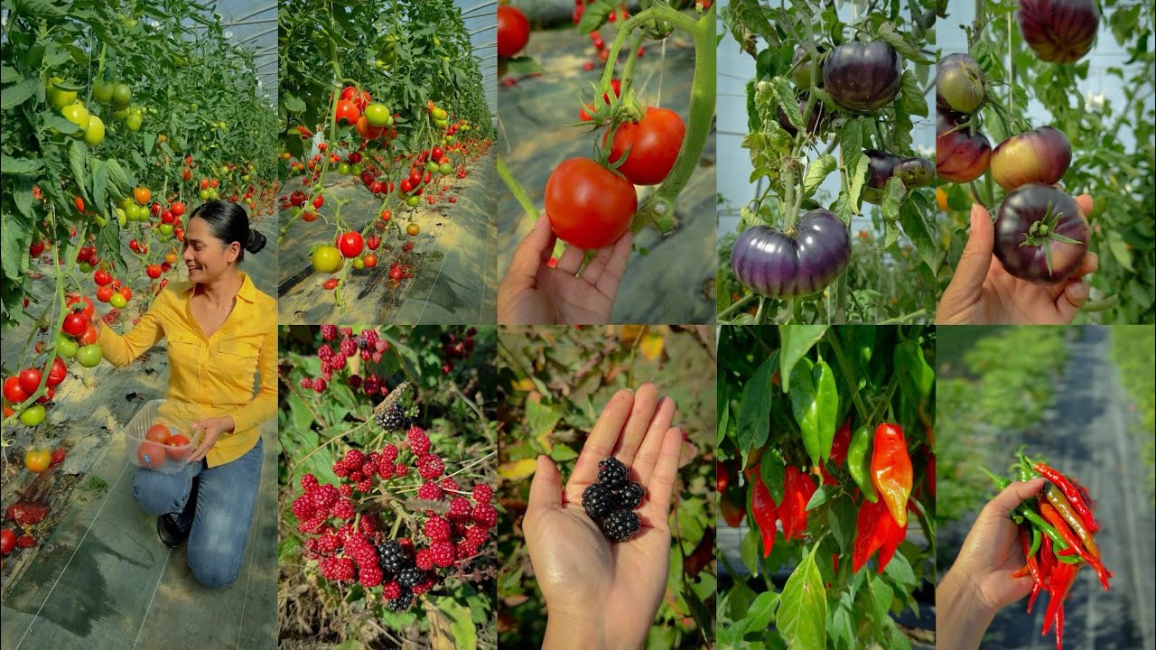 ម្ទេសស្រុកនេះធំៗណាស់🌶️