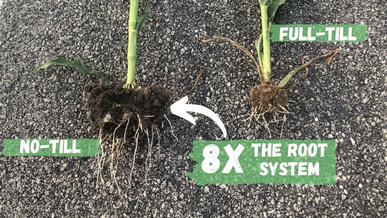 No-Till Vs Tillage Corn | Regenerative Agriculture