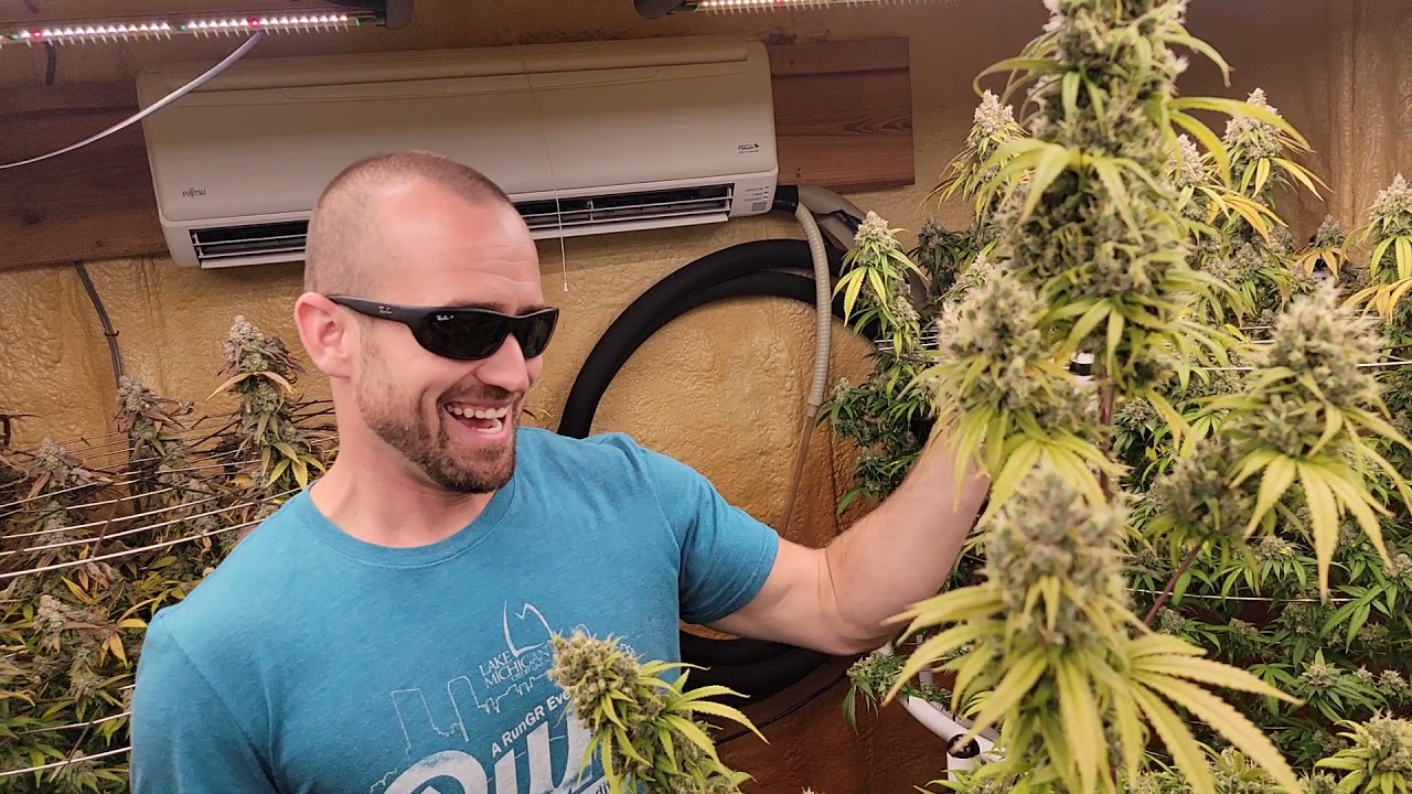 Master grower Jim and Nakedfarmer420 talk 1-3 pound plants in the WEBBGRO!