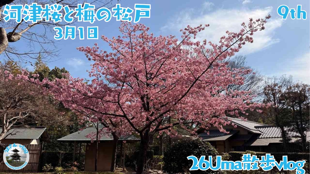 9回目 松戸の梅と河津桜