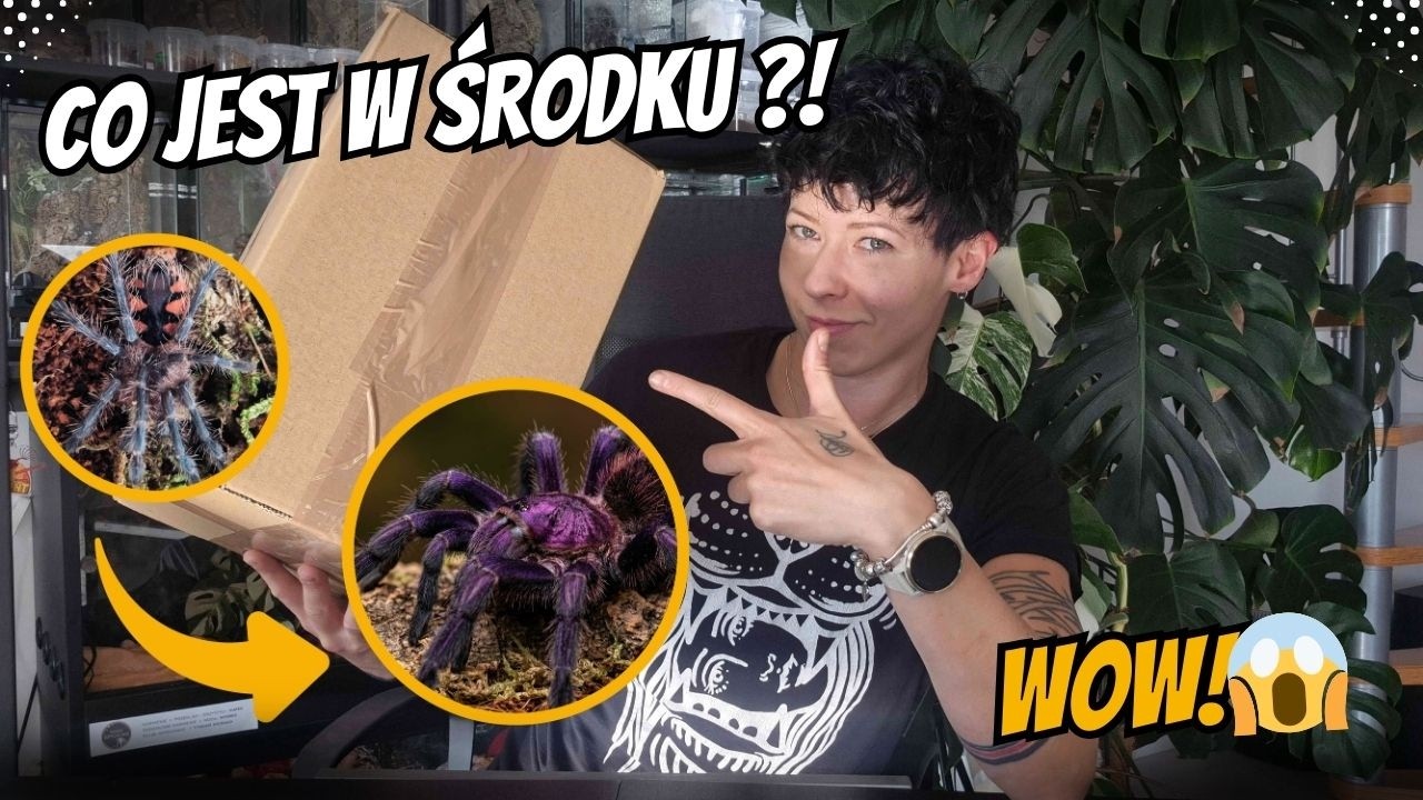 NOWE PAJĄKI w kolekcji! 🕷️ UNBOXING i aranżacje