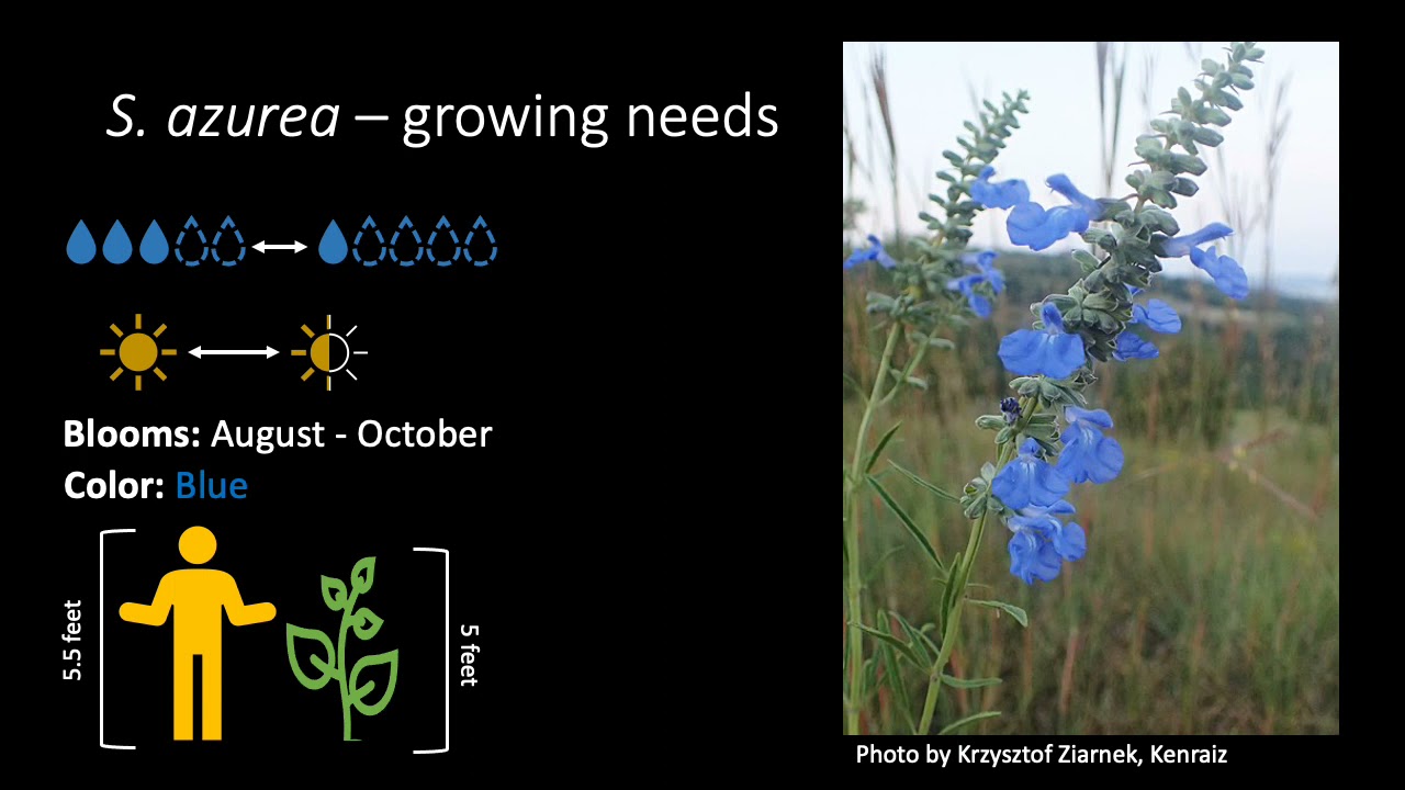 Salvia azurea