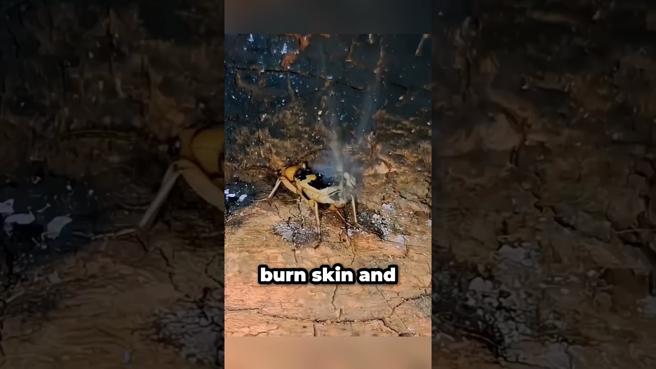 Don't Touch This Bug😱 