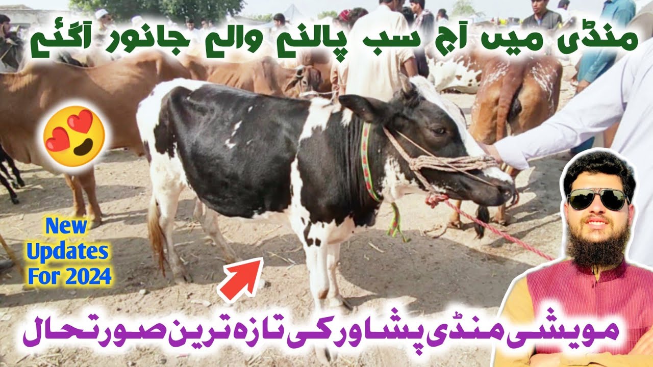 Maweshi Mandi Peshawar New Updates For 2024 | Peshawar Cow Mandi 2024 | Izhar Ali Shah vlogs