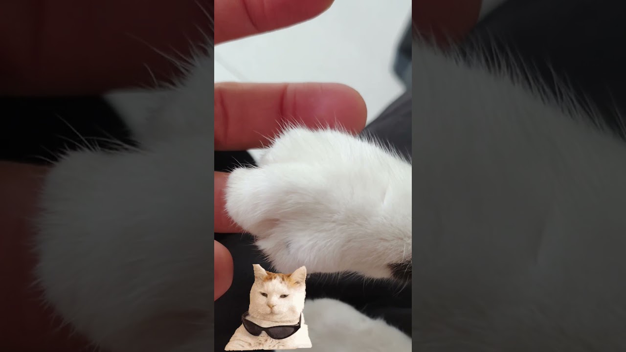 Gato Cismado Parte 857 