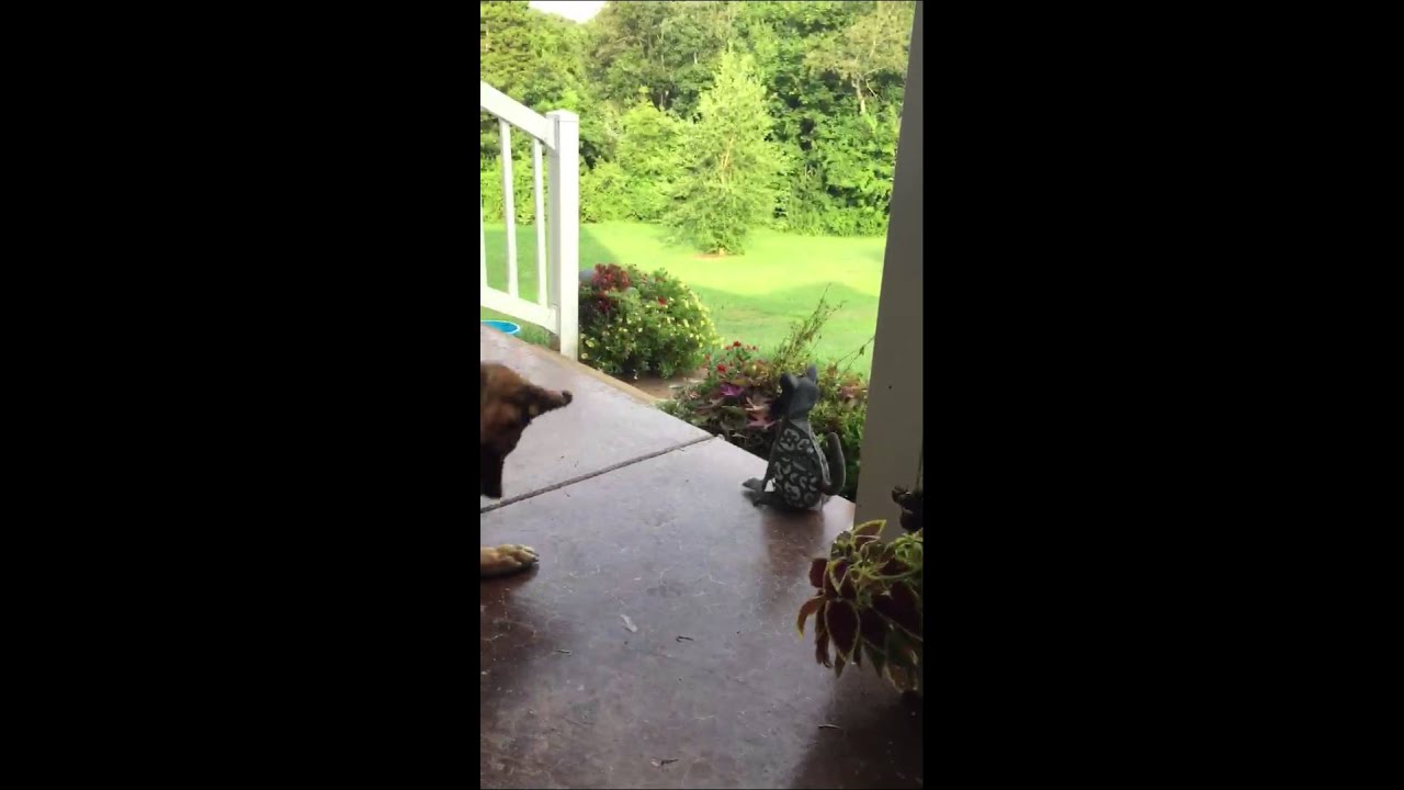 Dog getting stung by wasp