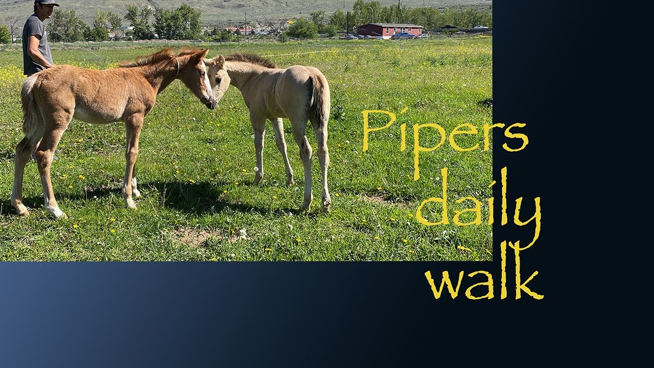 Waking Piper to the herd #piperferalfoal