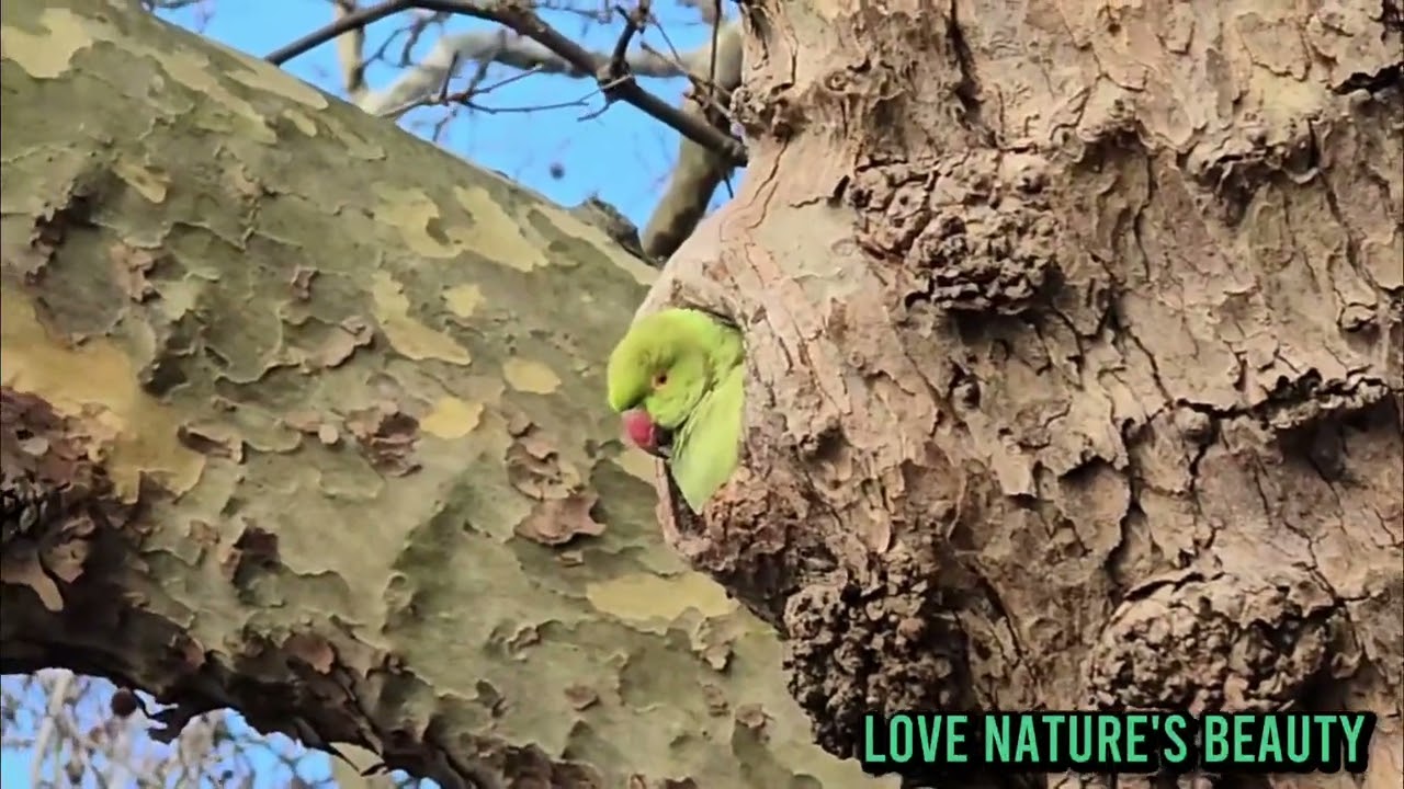 Beautiful Birds London Parakeets Nesting | Love nature's beauty