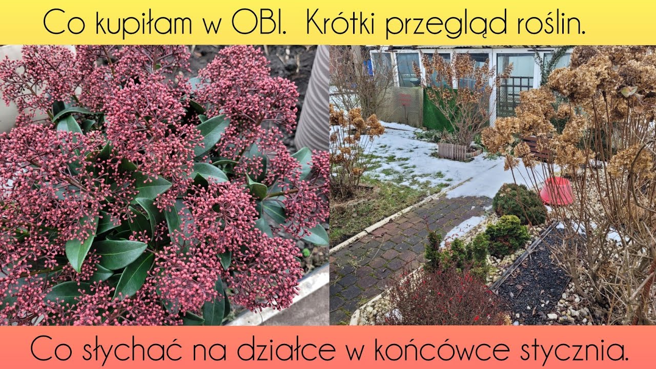 Krótki przegląd roślin w OBI. Nowa Monstera. 6.29.01.