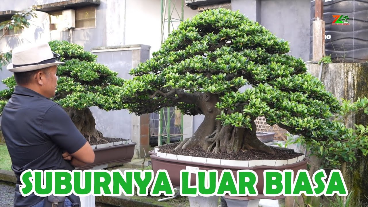 KOLEKSI POHON BAPAK SATU INI MEMANG TAK ADA LAWAN🙄🙄