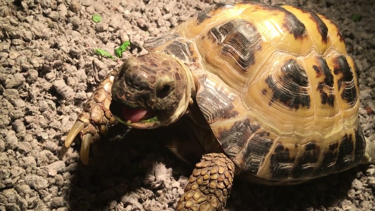 Life with crush and Mikey both of my tortoises 🐢 