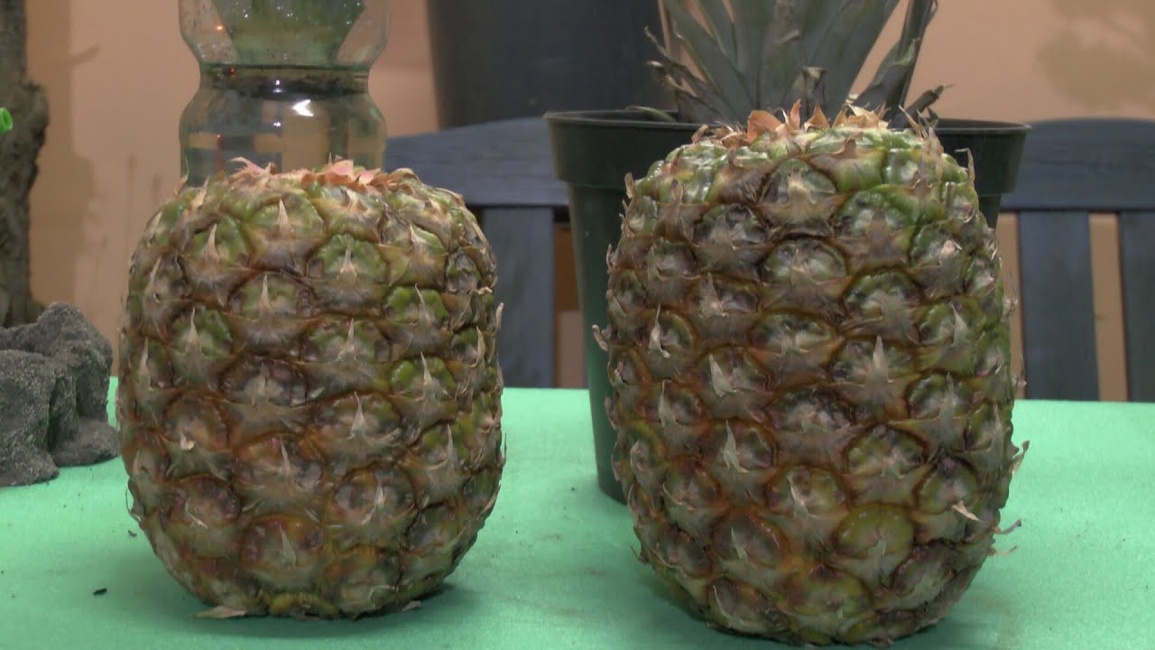 Ananas vermehren, ganz einfach und ich zeige euch wie es geht. Viel Spaß