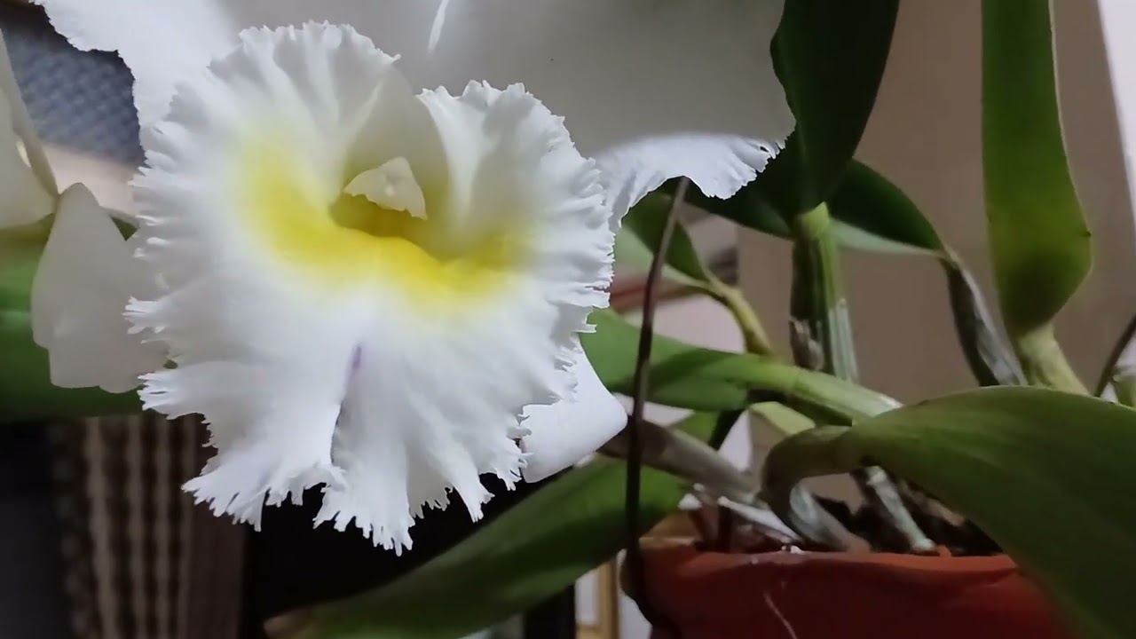 Cát hương một dòng hoa đáng chơi. 