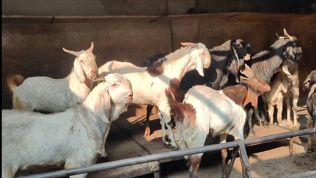 Top Quality Malwa Collection At Abba Goat Farm Dewas Mp. | Dr Parvez.9770115675  Pehlwan.98933 77375