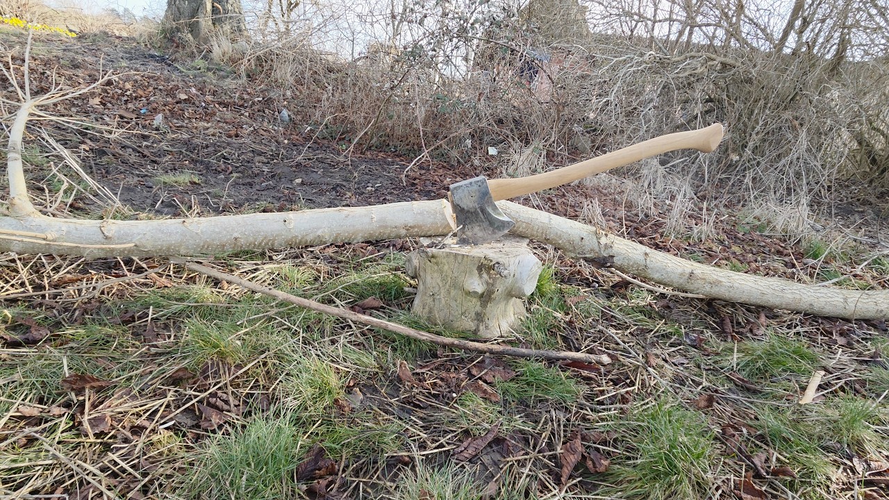 Only one of these branches was still alive | No talking