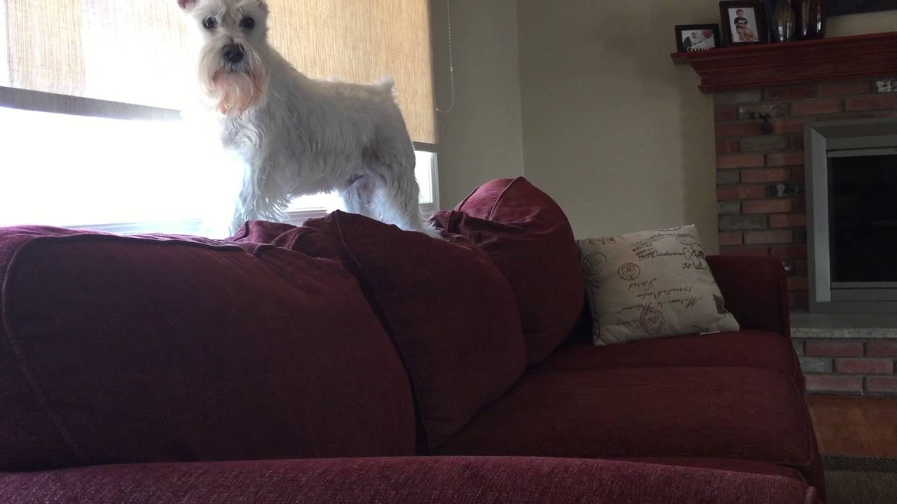 Miniature Schnauzer Talking and Growling
