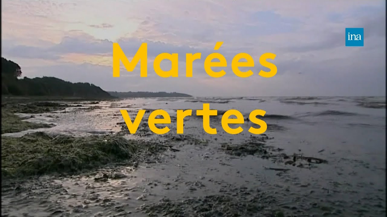 Mar&eacute;es vertes : un fl&eacute;au tenace sur les c&ocirc;tes bretonnes | Franceinfo INA