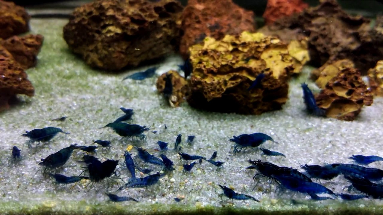 4K Blue Dream Shrimp