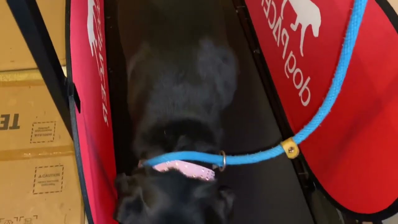 Dog Pacer Treadmill Product Review