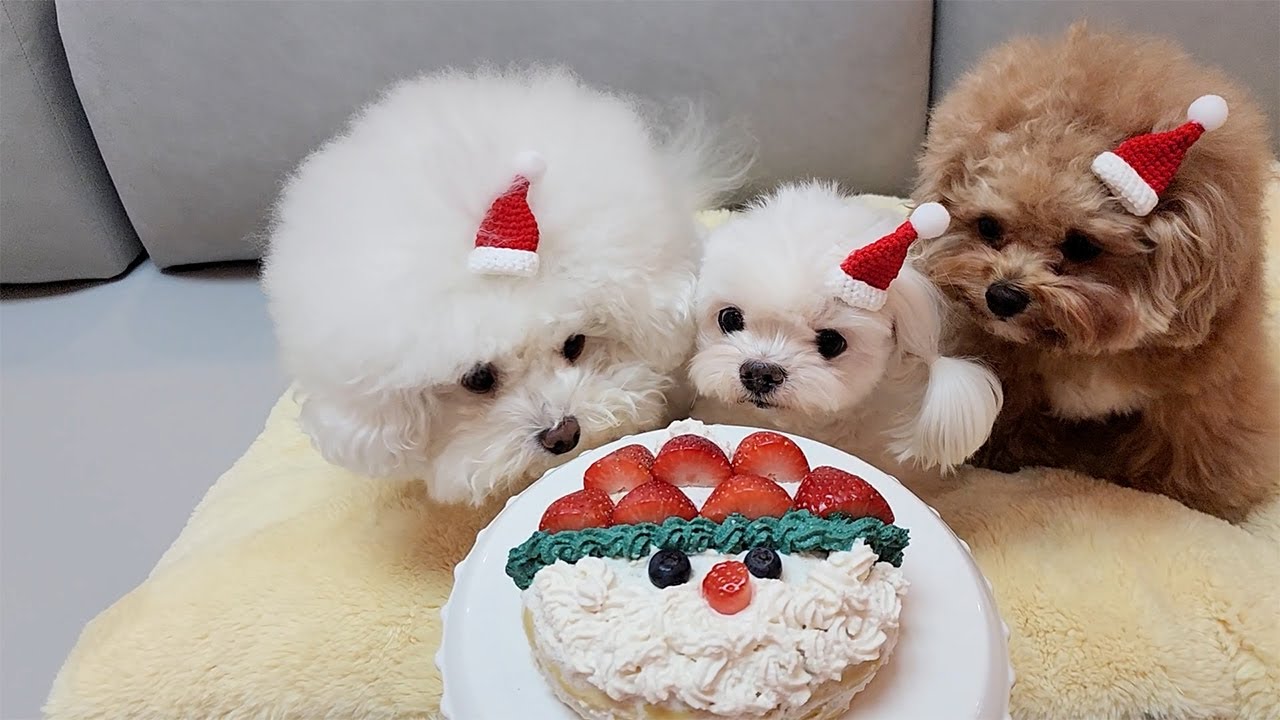 Счастливого Рождества милых собачек~ 🎄