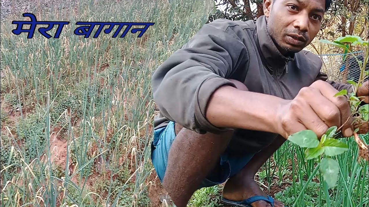 बागान का घास निकले आए //Village Life// Village Work//Daily Vlog//Sugar Horo Vlog 