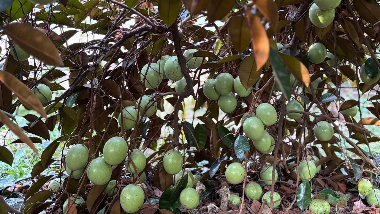 Hái Vú Sữa Chín Cây Cả Trăm Kí Quá Khủng | Harvesting Star Apple Fruit