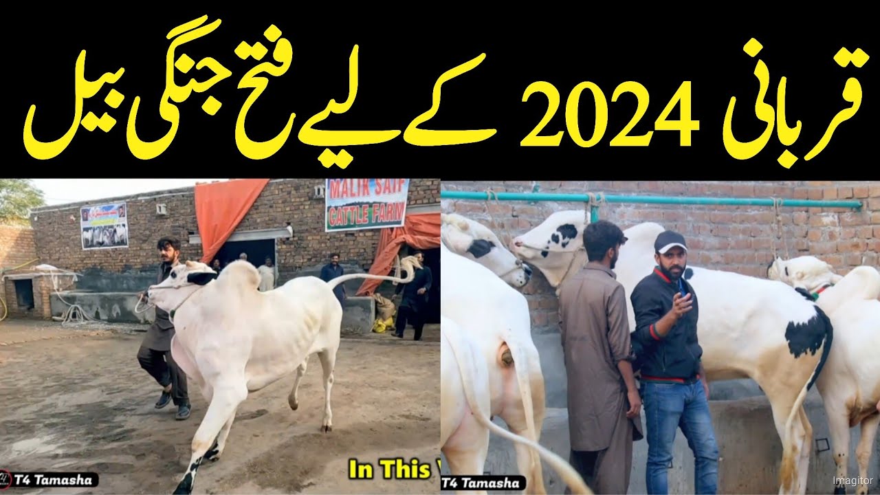 Dangerous Fateh jangi bull for qurabani 2024 | malik saif cattle farm 2024