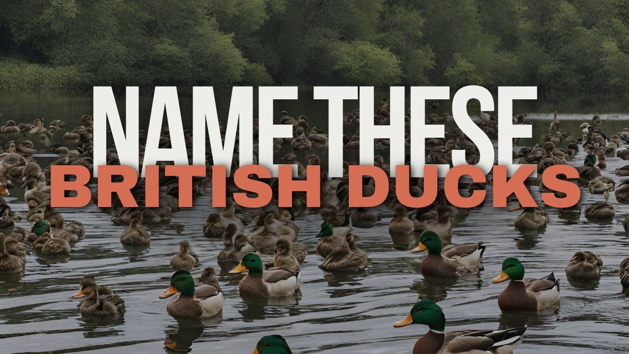 British Duck Quiz