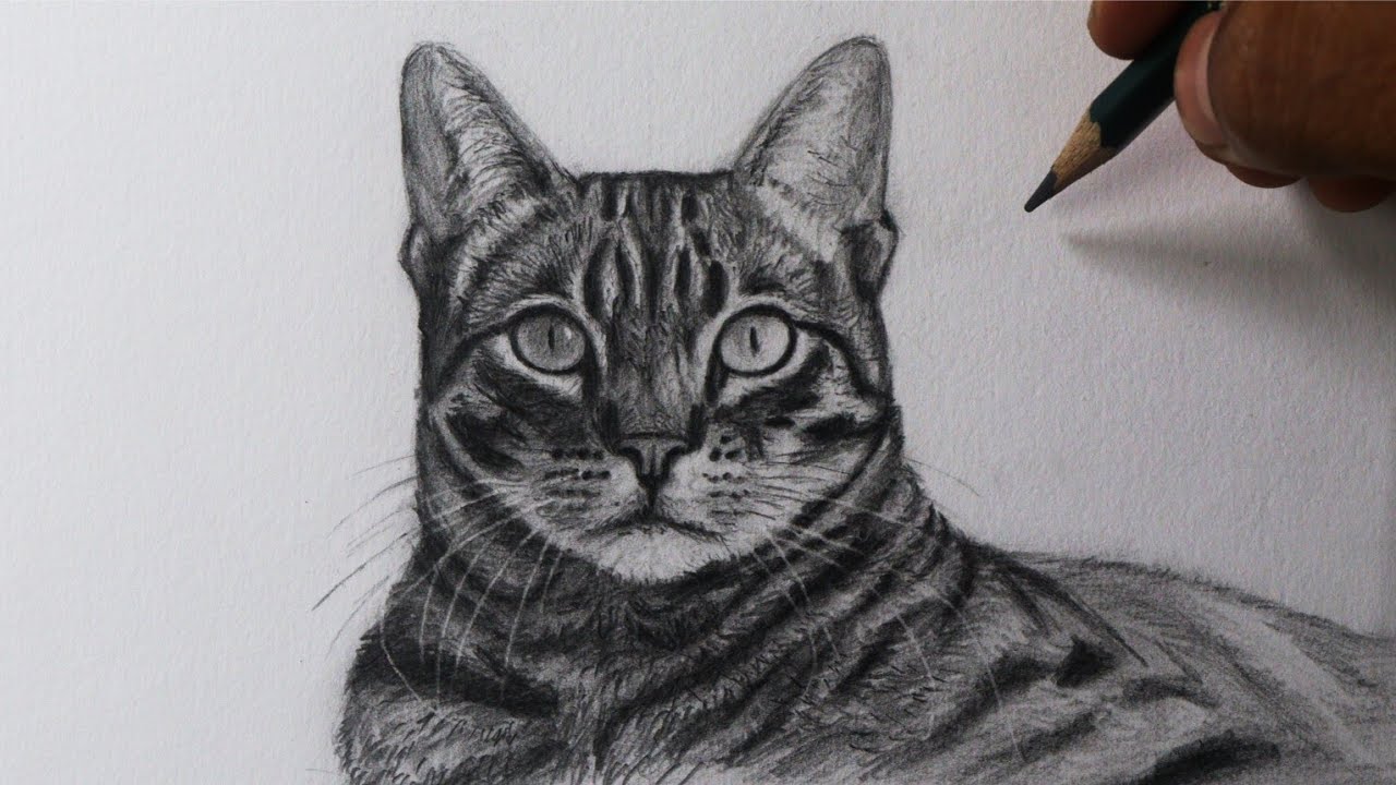 Como desenhar um GATO realista PASSO A PASSO narrado